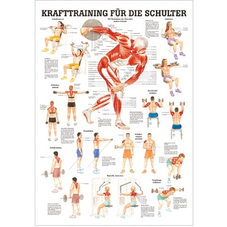 Anatomisches Mini-Poster Krafttraining Schulter, LxB 34x24 cm