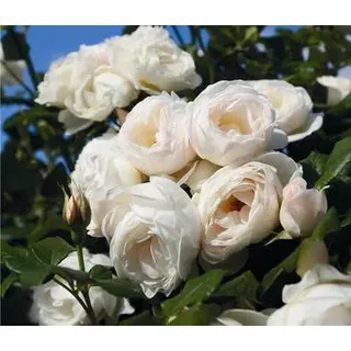 Kletterrose 'Uetersener Klosterrose®', Weiß