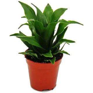 EXOTENHERZ Minipflanze Dracaena Compacta Drachenbaum Ideal für Kleine Schalen und Gläser Babyplant im 5,5cm Topf