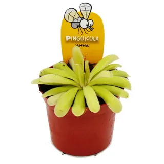 EXOTENHERZ Fleischfressende Pflanze Zierliches Fettkraut Pinguicula "Anna" 9cm Topf
