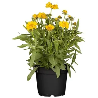 Piardino Großblumiges Mädchenauge  (Coreopsis grandiflora, Topfgröße: 13 cm, Gelb)