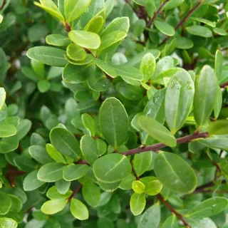 Löffel-Ilex - Ilex Crenata 'Dark Green' - 40-60 cm in Container