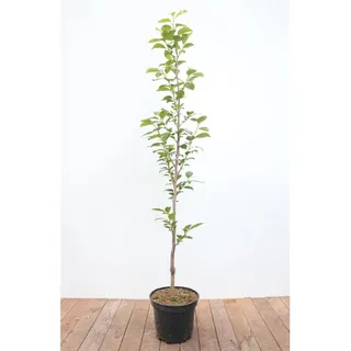 Pflanzen Für Dich Diospyros kaki 'Ernesto', Kaki, 125–150 cm, süß und saftig