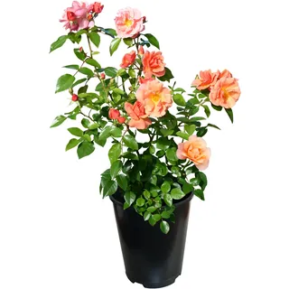 Tchibo - Rose »Schöne vom See« - apricot