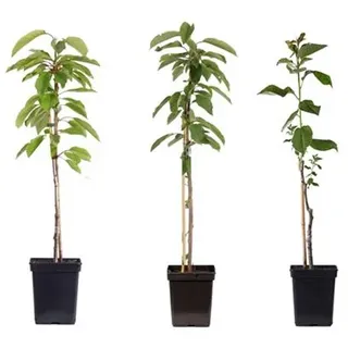 PFLANZENFREUND Obstbaum-Mix Topfgröße Ø 9cm 3 Pflanzen