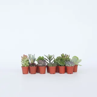 Plant in a Box - Mini-Sukkulenten - 12 Stk - Succulent Mix - Höhe 5-10cm - Topf 6cm