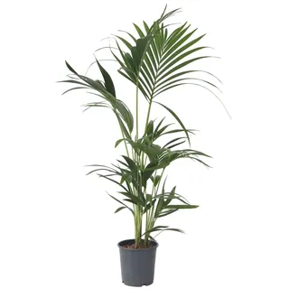 Plant in a Box - Howea forsteriana Höhe 90-100cm - Topf 18cm