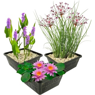 vdvelde.com - Wasserpflanzen Set Winterhart - 9 Teichpflanzen - Für Miniteiche und großer Gartenteiche - Seerose, Schwanenblume und Sumpfhyazinthe inklusive Teichkörbe - Van der Velde Wasserpflanzen