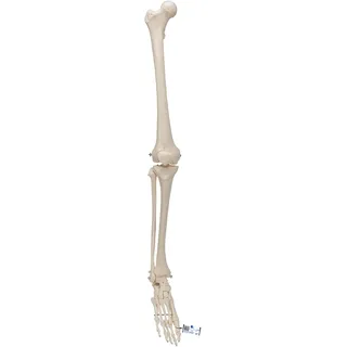 Beinskelett Modell mit Fuß - 3B Smart Anatomy