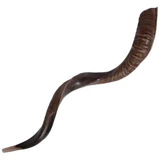SALE Yemenite Kudu Horn Shofar 28''-31" KOSHER Made in ISRAEL