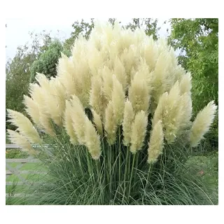 Stauden Gänge 1 x Cortaderia selloana 'White' Weißes Pampasgras winterhart