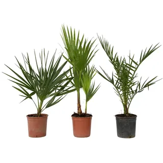 Plant in a Box - Gartenpalmen - 3 Stk - Phoenix,Chamaerops,Washingtonia - Höhe 50-70cm