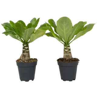 Plant in a Box - Brighamia Insignis - Höhe 25-35cm - Topf 12cm