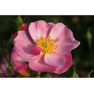 Bodendeckerrose  (Rosa 'Lavender Dream' -R-, Topfvolumen: 4,5 l, Lavendelfarben)