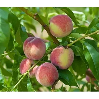 Pfirsich `Früher roter Ingelheimer ́, Buschbaum, 120-140cm im 10L-Topf