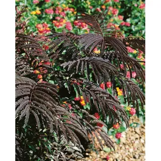 Pflanzen Für Dich Albizia julibrissin 'Evey's Pride', Seidenbaum, 40–60 cm, rosa Blüten