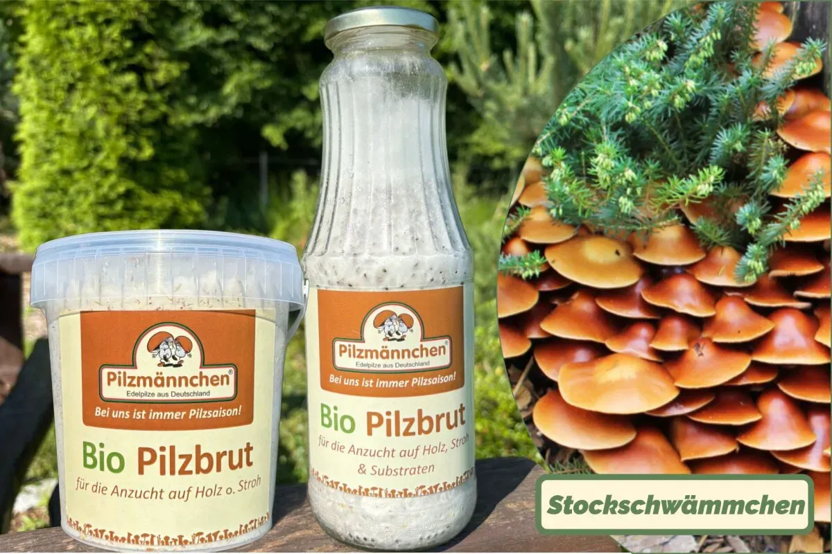 Stockschwämmchen-Pilzbrut BIO 1 Liter