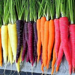 Saterkali Regenbogen-Karotten-Samen, 800 Stück nahrhafte gemischte Regenbogen-Karotten-Samen, einfach zu züchten, Gemüsegartenpflanze Karottensamen