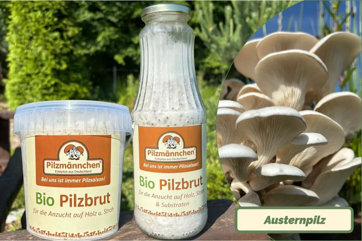 Austernpilz-Pilzbrut BIO 1 Liter