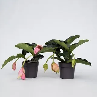 PFLANZENFREUND Medinilla Magnifica hängende Blüten immergrüner Strauch 2 Pflanzen