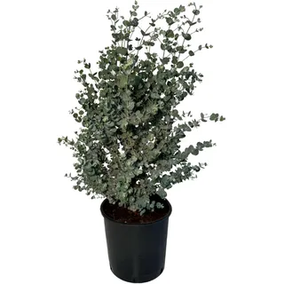 sunny-tree Eucalyptus Gunnii 'Azura' 90 cm Winterhart