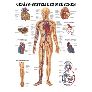 Lehrtafel, Poster - Das Gefäßsystem des Menschen, laminiert, 50 x 70 cm