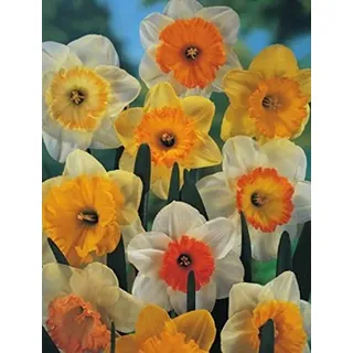Blumenhandel Ullrich Großblumige gemischte Narzissen 10 Blumenzwiebeln Narcissus