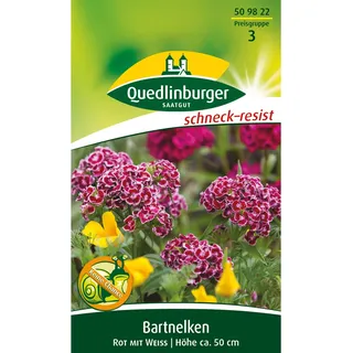 Quedlinburger Bartnelke ''Rot mit Weiß''