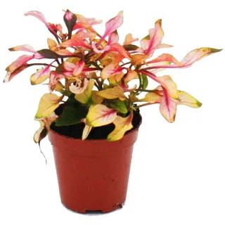 EXOTENHERZ Mini Pflanze Alternanthera dentata Papageienblatt Ideal für kleine Schalen und Gläser Babyplant im 5,5cm Topf