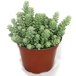 EXOTENHERZ Sedum morganianum burritum Affenschaukel 5,5cm Topf