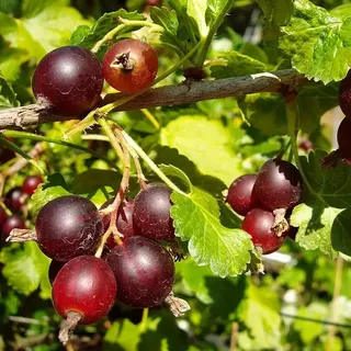 Jostabeere  (Ribes x nidigrolaria, Erntezeit: Juli)