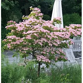 Chinesischer Blumenhartriegel Rosabella 40-60cm - Cornus kousa - lebende Gartenpflanze aus den Baumschulen