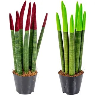 Bloomique - 2er-Set - Sansevieria Velvet Touch - Schwiegermutterzunge - Bogenhanf - Zimmerpflanzen - Luftreinigend - Sehr pflegeleicht - 20-30 cm