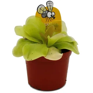 EXOTENHERZ Fleischfressende Pflanze Maya-Fettkraut Pinguicula spec. Guatemala 9cm Topf