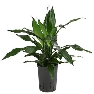 Drachenbaum - Dracaena 'Janet Craig', Hydrokultur, Dunkelgrün