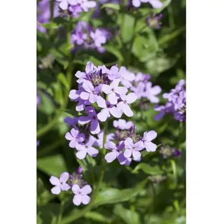 Pflanzen Für Dich Hesperis matronalis, Nachtviole, ca. 9x9 cm Topf