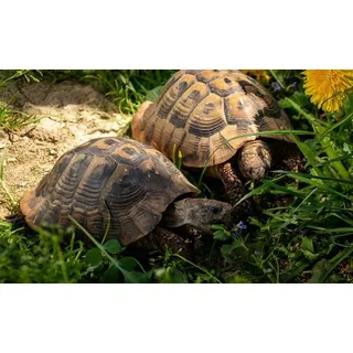 100g Schildkröten Samenmischung für Futterpflanzen Gräser, Kräuter, Blumen inkl. Aussaat Anleitung