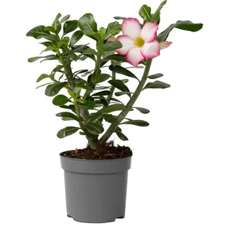 Plant in a Box - Adenium Obesum Pink Star - Höhe 30-45cm - Topf 13cm