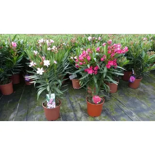 Oleander Busch 65 cm Nerium Rosenlorbeer Premium rot oder rosa
