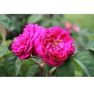 Strauchrose  (Rosa 'Rose de Resht', Topfvolumen: 5,5 l, Leuchtend Rot)