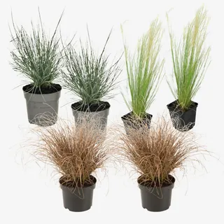 Plant in a Box - Ziergras-Set - 6 Stk - Stipa, Festuca, Carex - Höhe 15-25cm - Topf 11cm