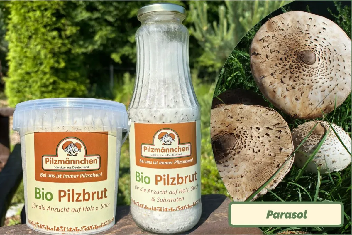 Parasol-Pilzbrut BIO 1 Liter