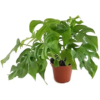 Fangblatt - Monstera Minima - schiefes Fensterblatt - wundervolle Grünpflanze, perfekte Dekoration für Ihr Zuhause