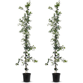 Tropictrees - Trachelospermum Jasminoides - 200cm - Winterhart - Sternjasmin - toskanischer Jasmin -Weiß - 2 pcs