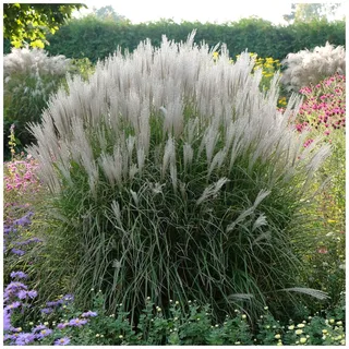 Stauden Gänge 3 x Miscanthus sinensis Chinaschilf