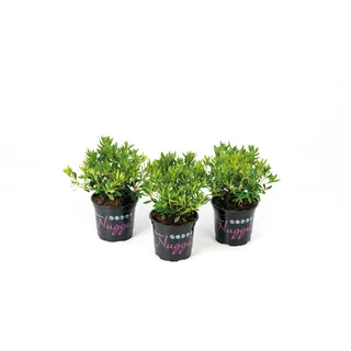 Rhododendron Nugget by Bloombux® Rosa Höhe ca. 5 - 10 cm Topf ca. 0,5 l