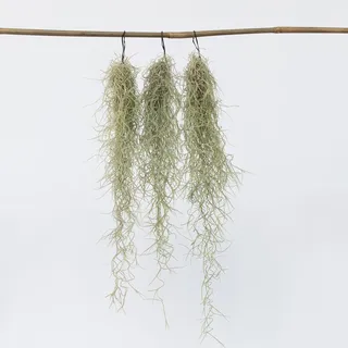 Plant in a Box - Spanisches Moos - 3 Stk - Tillandsia usneoides - Höhe 25-40cm - Topf 5cm