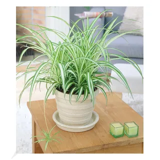 BALDUR Garten Chlorophytum Variegatum, 1 Pflanze, Luftreinigende Zimmerpflanze, unterstützt das Raumklima, Grünlilie Zimmerpflanze pflegeleicht, Grünpflanze, mehrjährig - frostfrei halten