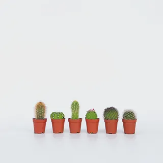 Plant in a Box - Mini Kakteen - 6er Mix - - Topf 6cm