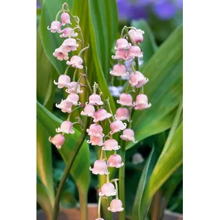 PlantaPro Convallaria majalis 'Rosea' 9x9 cm Topf – Winterhart, Mehrjährig, Pflegeleicht – Maiglöckchen – Bodendecker für Schattenbeet & Unterpflanzung